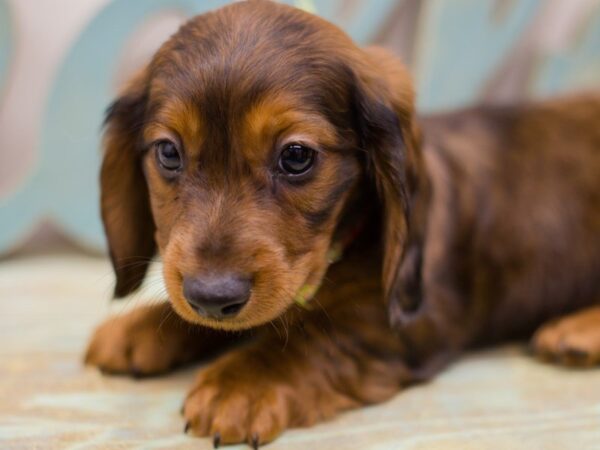 Miniature Dachshund-DOG-Male-WIld Boar-13922-Petland Wichita, Kansas