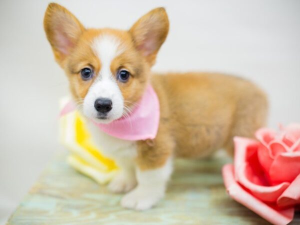 Pembroke Welsh Corgi DOG Female Red & White 13925 Petland Wichita, Kansas