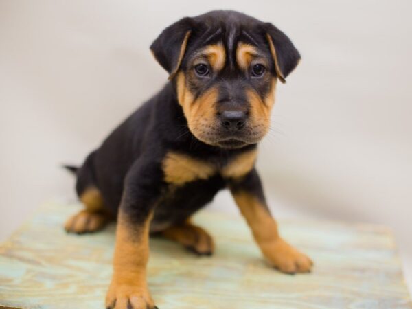 Mini Walrus DOG Male Black and Tan 13926 Petland Wichita, Kansas