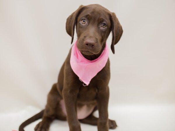 Labrador Retriever-DOG-Female-Chocolate-13927-Petland Wichita, Kansas