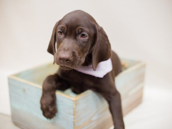 Labrador Retriever-DOG-Female-Chocolate-13928-Petland Wichita, Kansas
