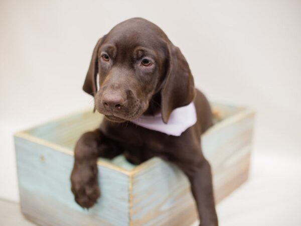 Labrador Retriever DOG Female Chocolate 13928 Petland Wichita, Kansas