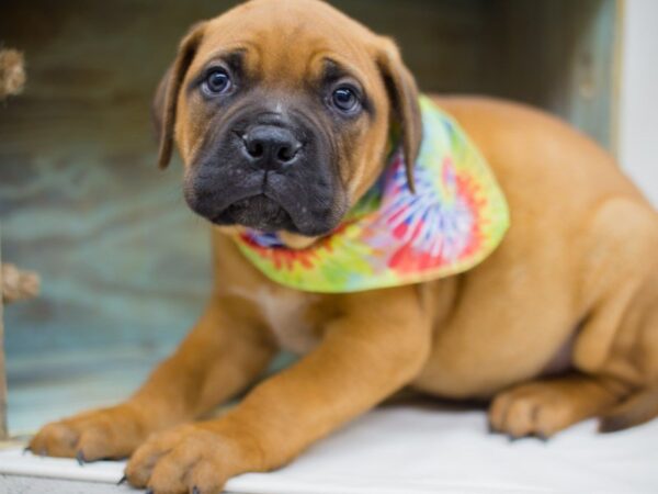 Bull Mastiff DOG Male Fawn 13929 Petland Wichita, Kansas