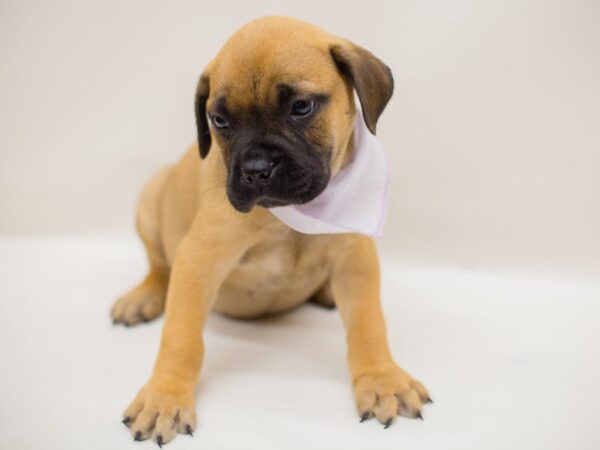 Bull Mastiff-DOG-Female-Fawn-13930-Petland Wichita, Kansas