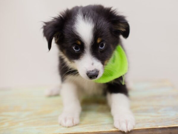 Miniature Australian Shepherd DOG Male BLACK TRI W BLUE EYES 13931 Petland Wichita, Kansas