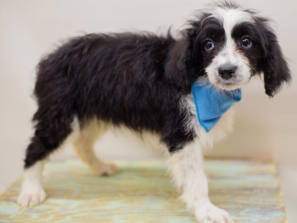 Aussiedoodle DOG Male Black Tuxedo 13933 Petland Wichita, Kansas