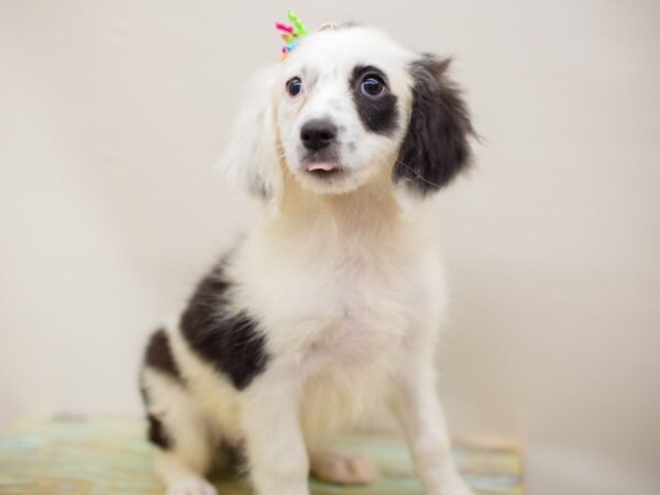 Aussiedoodle DOG Female Black and White 13934 Petland Wichita, Kansas