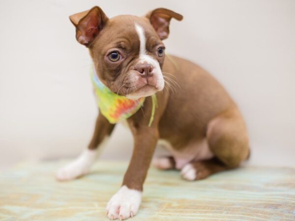 Boston Terrier DOG Male SEAL WHITE 13935 Petland Wichita, Kansas