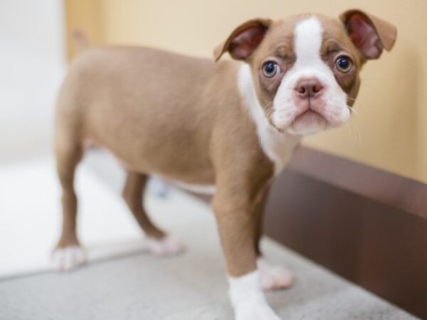 Boston Terrier DOG Male SEAL WHITE 13936 Petland Wichita, Kansas