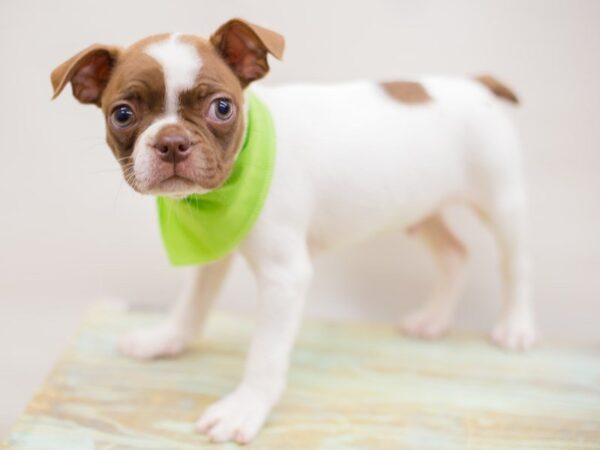 Boston Terrier DOG Male Red Splash 13937 Petland Wichita, Kansas