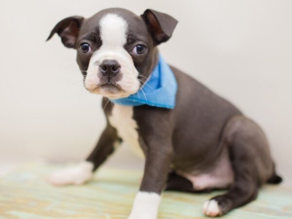 Boston Terrier DOG Male BLACK & WHITE 13938 Petland Wichita, Kansas