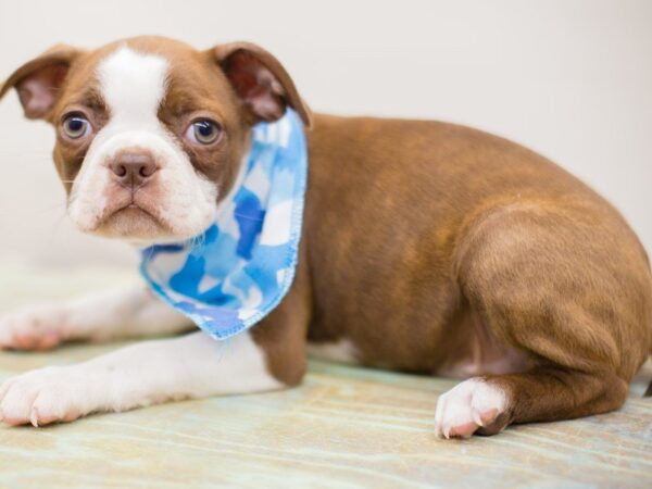 Boston Terrier DOG Male Red Brindle 13939 Petland Wichita, Kansas