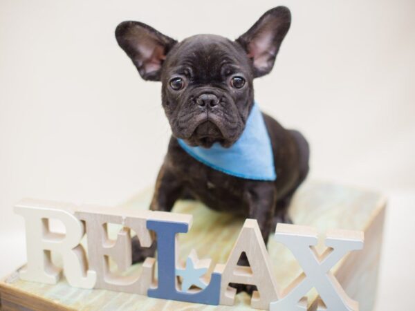 French Bulldog DOG Male BLACK & BRINDLE 13941 Petland Wichita, Kansas