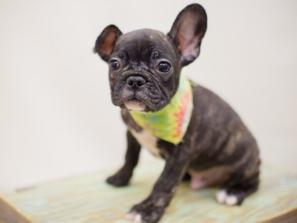 French Bulldog-DOG-Male-BLACK & BRINDLE-13942-Petland Wichita, Kansas