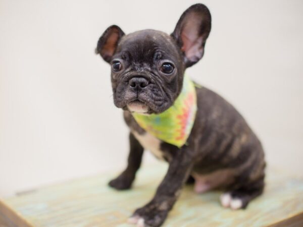 French Bulldog DOG Male BLACK & BRINDLE 13942 Petland Wichita, Kansas