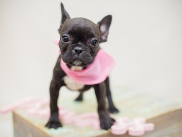 French Bulldog DOG Female Brindle 13945 Petland Wichita, Kansas