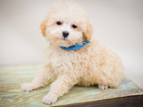 Toy Poodle-DOG-Male-CREAM-13943-Petland Wichita, Kansas
