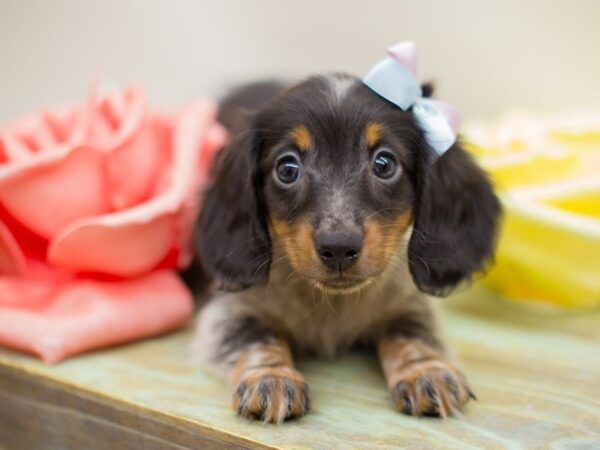 Miniature Dachshund-DOG-Female-Long Hair Tri Color-13946-Petland Wichita, Kansas