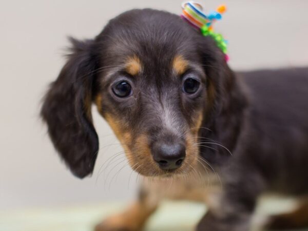 Miniature Dachshund DOG Female Long Hair Tri Color 13947 Petland Wichita, Kansas