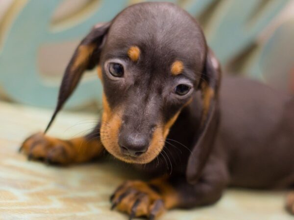 Miniature Dachshund-DOG-Male-Smooth Coat Black and Tan-13948-Petland Wichita, Kansas