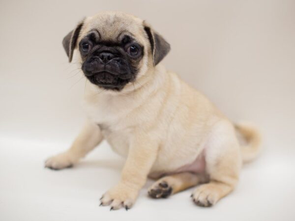 Pug-DOG-Male-FAWN-13949-Petland Wichita, Kansas