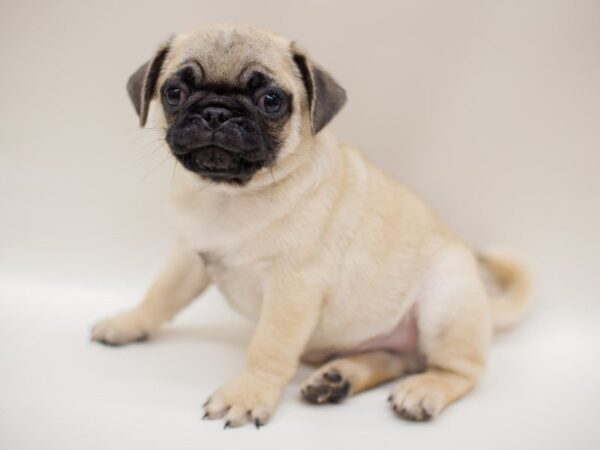 Pug DOG Male FAWN 13949 Petland Wichita, Kansas