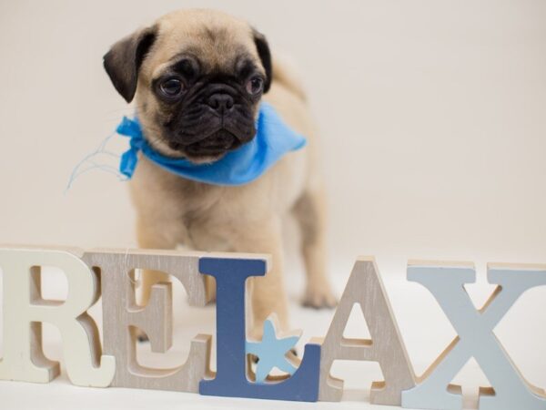 Pug-DOG-Male-FAWN-13950-Petland Wichita, Kansas