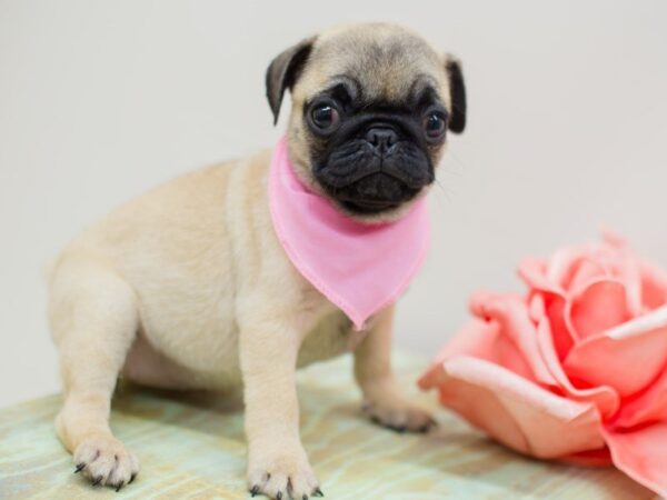 Pug DOG Female FAWN 13951 Petland Wichita, Kansas