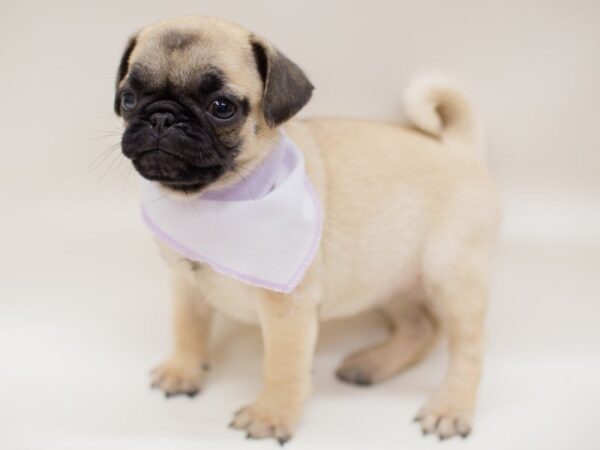 Pug DOG Female FAWN 13952 Petland Wichita, Kansas