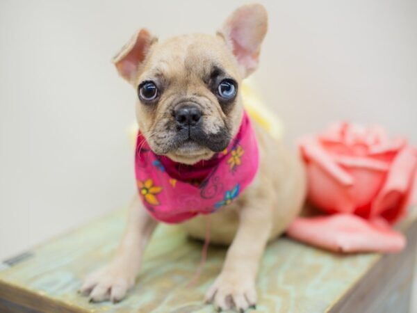 French Bulldog-DOG-Female-Fawn Merle-13880-Petland Wichita, Kansas