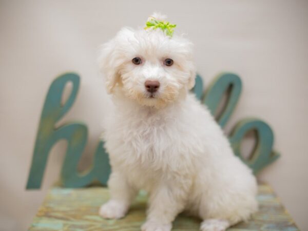 Bichon Frise DOG Female White 13921 Petland Wichita, Kansas