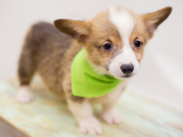 Pembroke Welsh Corgi DOG Male Sable 13987 Petland Wichita, Kansas