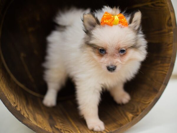 Pomeranian DOG Female Parti 13983 Petland Wichita, Kansas