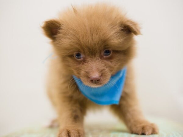 Pomeranian DOG Male CHOCOLATE 13982 Petland Wichita, Kansas