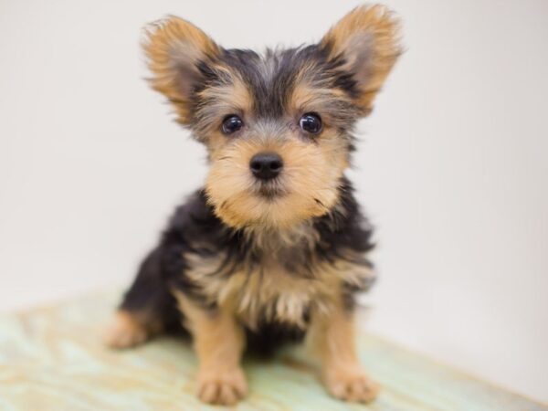 Yorkshire Terrier DOG Male Black and Tan 13981 Petland Wichita, Kansas