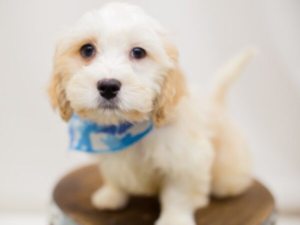 Cavamalt DOG Male CREME AND WHITE 13979 Petland Wichita, Kansas