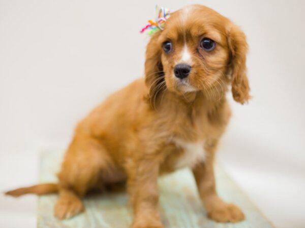 Cavalier King Charles Spaniel DOG Female RUBY 13978 Petland Wichita, Kansas