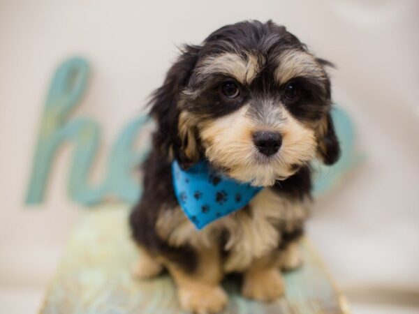 Cavamalt DOG Male Black & Tan 13977 Petland Wichita, Kansas