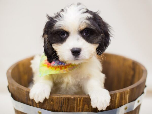 Cavamalt DOG Male Tri Color 13980 Petland Wichita, Kansas