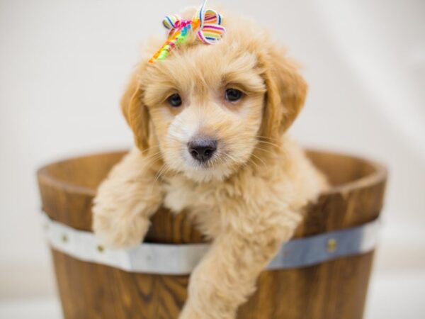 Miniature Goldendoodle DOG Female Cream 13976 Petland Wichita, Kansas