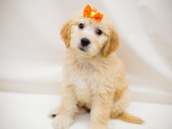 Miniature Goldendoodle-DOG-Female-Cream-13975-Petland Wichita, Kansas