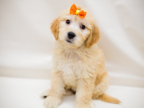 Miniature Goldendoodle DOG Female Cream 13975 Petland Wichita, Kansas