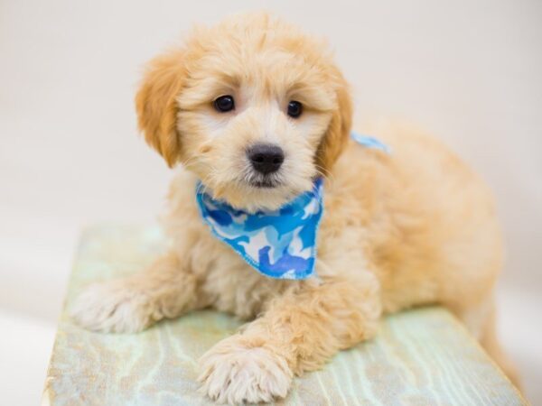 Miniature Goldendoodle DOG Male Cream 13974 Petland Wichita, Kansas