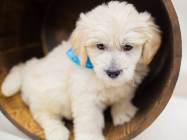 Miniature Goldendoodle DOG Male Cream 13973 Petland Wichita, Kansas