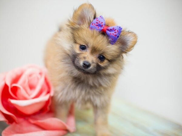 Pomeranian DOG Female Sable 13972 Petland Wichita, Kansas