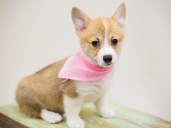 Pembroke Welsh Corgi DOG Female Sable & White 13881 Petland Wichita, Kansas