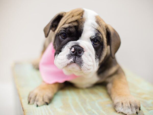 English Bulldog DOG Female Fawn & White 13955 Petland Wichita, Kansas