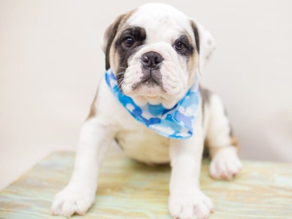 English Bulldog DOG Male Fawn & White 13956 Petland Wichita, Kansas