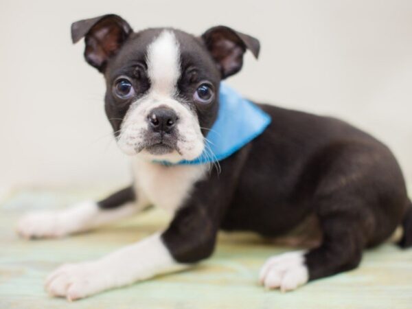 Boston Terrier-DOG-Male-Black & White-13957-Petland Wichita, Kansas