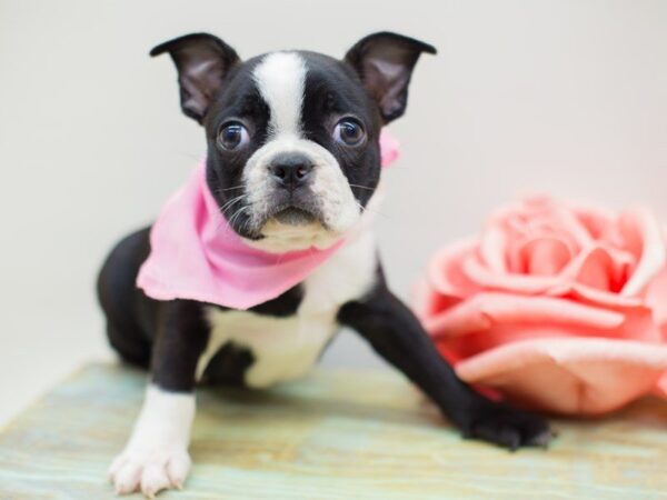 Boston Terrier-DOG-Female-Black & White-13958-Petland Wichita, Kansas